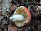 Piros galambgomba (Russula lepida), Zemplén